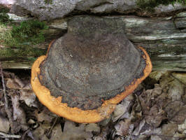 Red Banded Polypore/200508058770 Red Banded Polypore bracket fungi (Fomitopsis pinicola) on poplar tree - Manitoulin.jpg