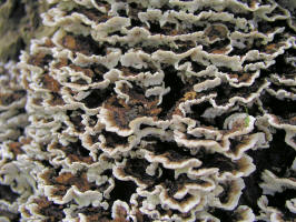 Turkey Tail/200609162962 Turkey Tail fungus (Trametes versicolor) - Oakland Co.JPG