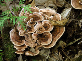 Zonate Tooth Fungus/200509039350 Zonate Tooth Fungus (Hydnellum concrescens) - Bob's Lot, Manitoulin.jpg