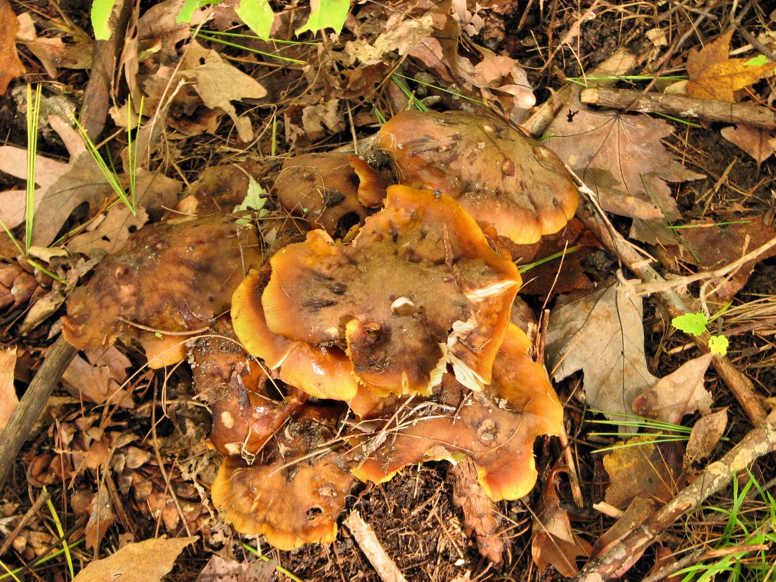 20091010154401 Deadly Galernia (Galerina autumnalis) gill mushroom - Bald Mountain RA, Oakland Co.JPG