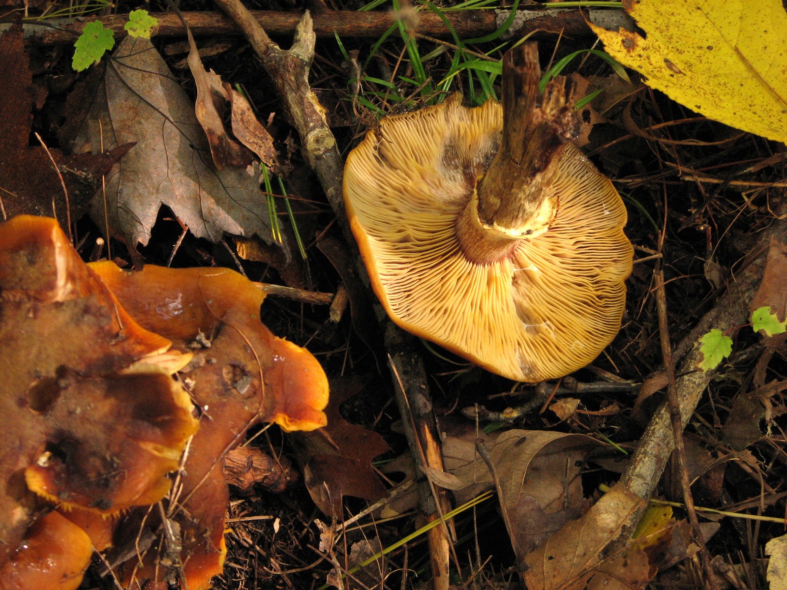 20091010154505 Deadly Galernia (Galerina autumnalis) gill mushroom - Bald Mountain RA, Oakland Co.JPG