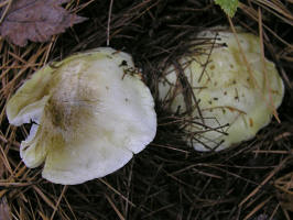 Fibrehead/200610223200 Fibrehead (Inocybe fastigiata) - Isabella Co.JPG