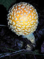 200008121095 Mushroom.jpg (31533 bytes)