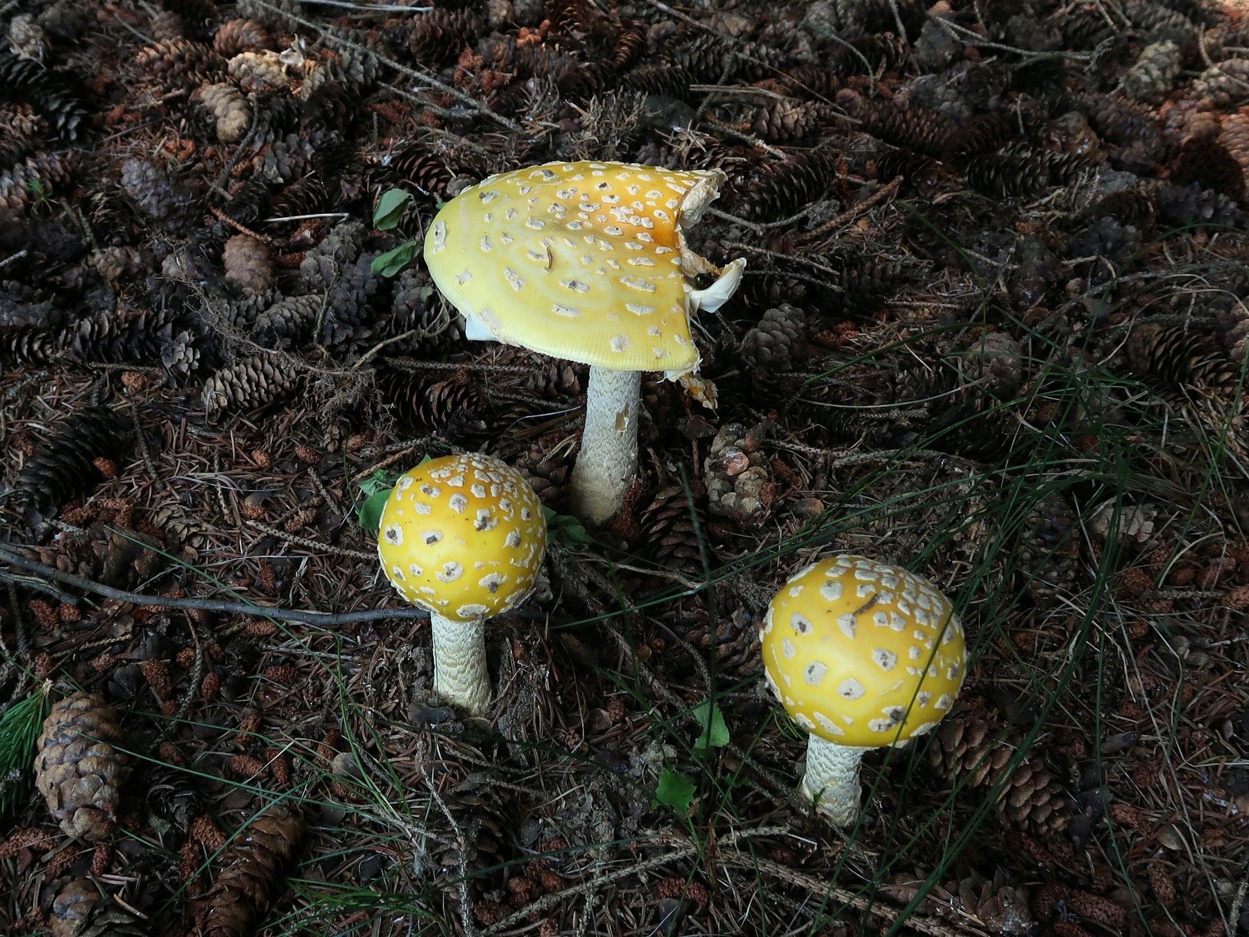 202107061302002 Fly Agaric (Amanita muscaria) mushroom - Lapeer Co, MI.JPG