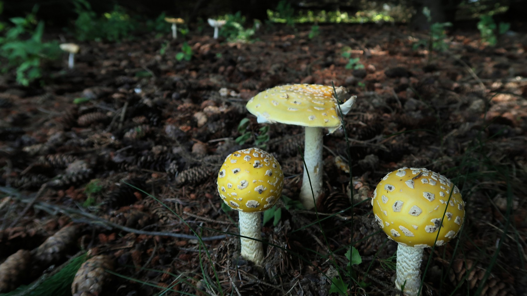 202107061302004 Fly Agaric (Amanita muscaria) mushroom - Lapeer Co, MI.JPG