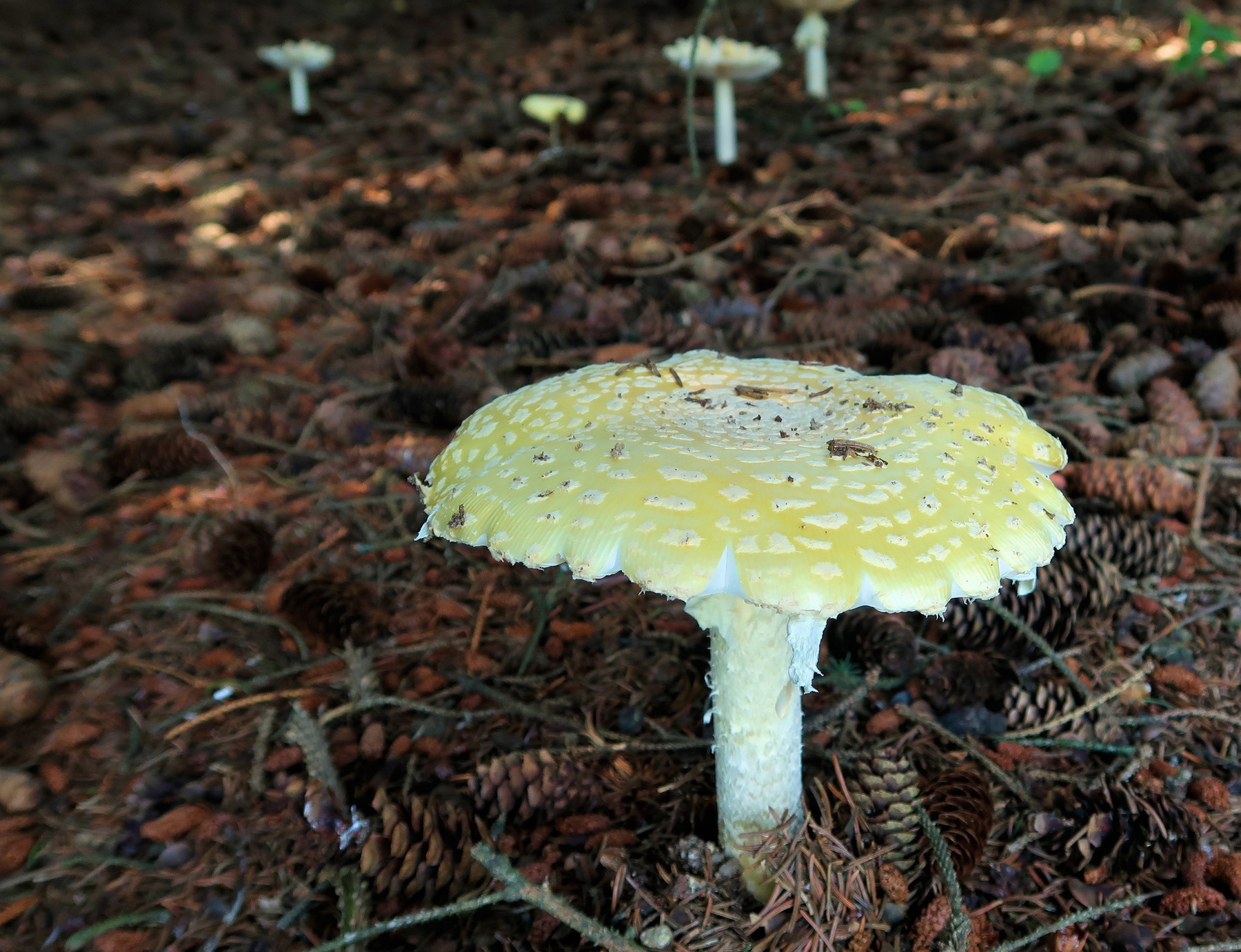 202107061303005 Fly Agaric (Amanita muscaria) mushroom - Lapeer Co, MI.JPG