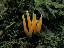 Golden Fairy Club/200609303052 Golden Fairy Club mushroom (Clavulinopsis laeticolor) - Manitoulin Island.JPG