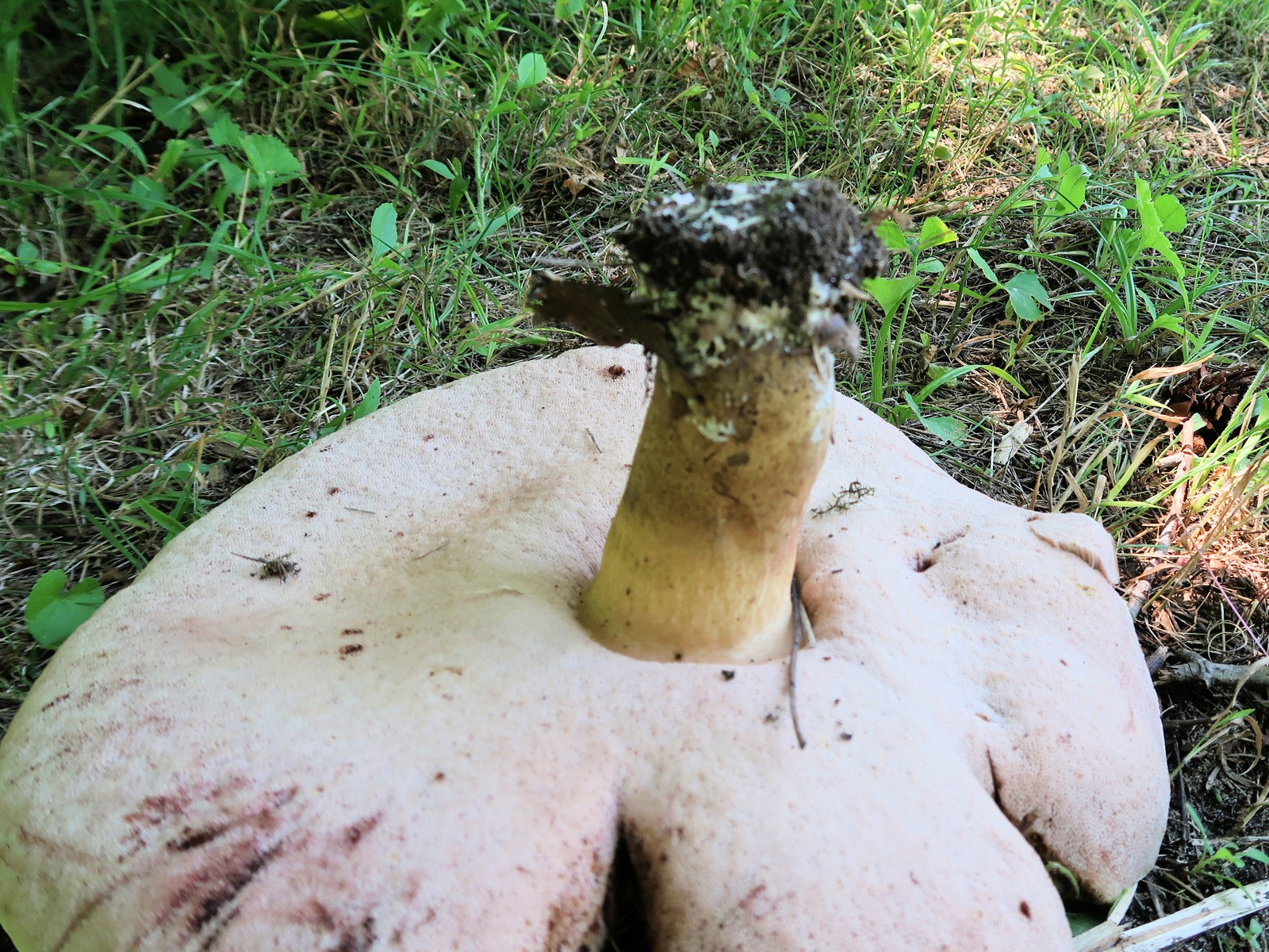 20170715124925007 Graceful Bolete Mushroom (Austroboletus gracilis) - Forest, ON.JPG