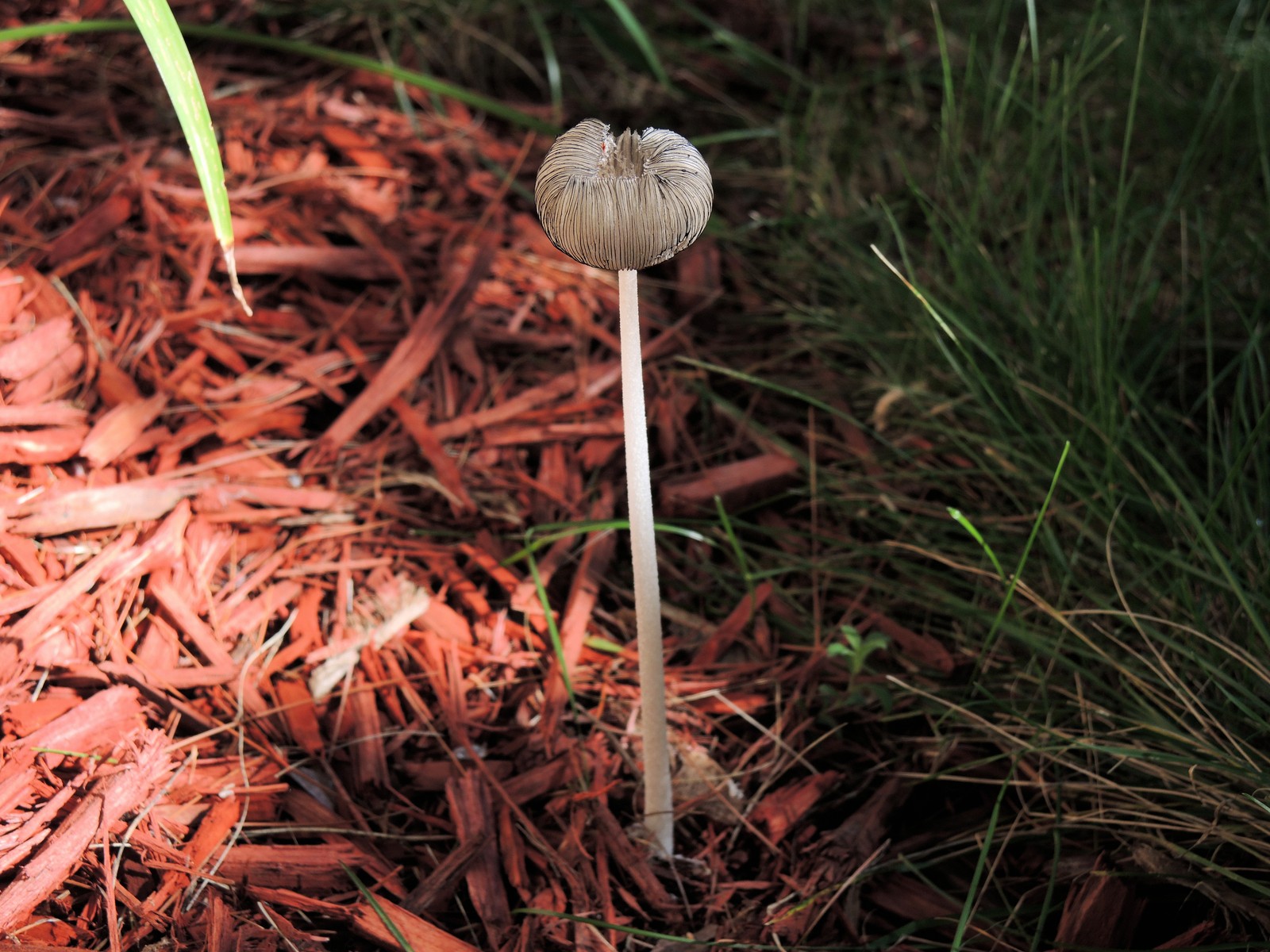 20160918104049006 Hare'sfoot Inkcap (Coprinopsis lagopus) - Oakland Co, MI.JPG