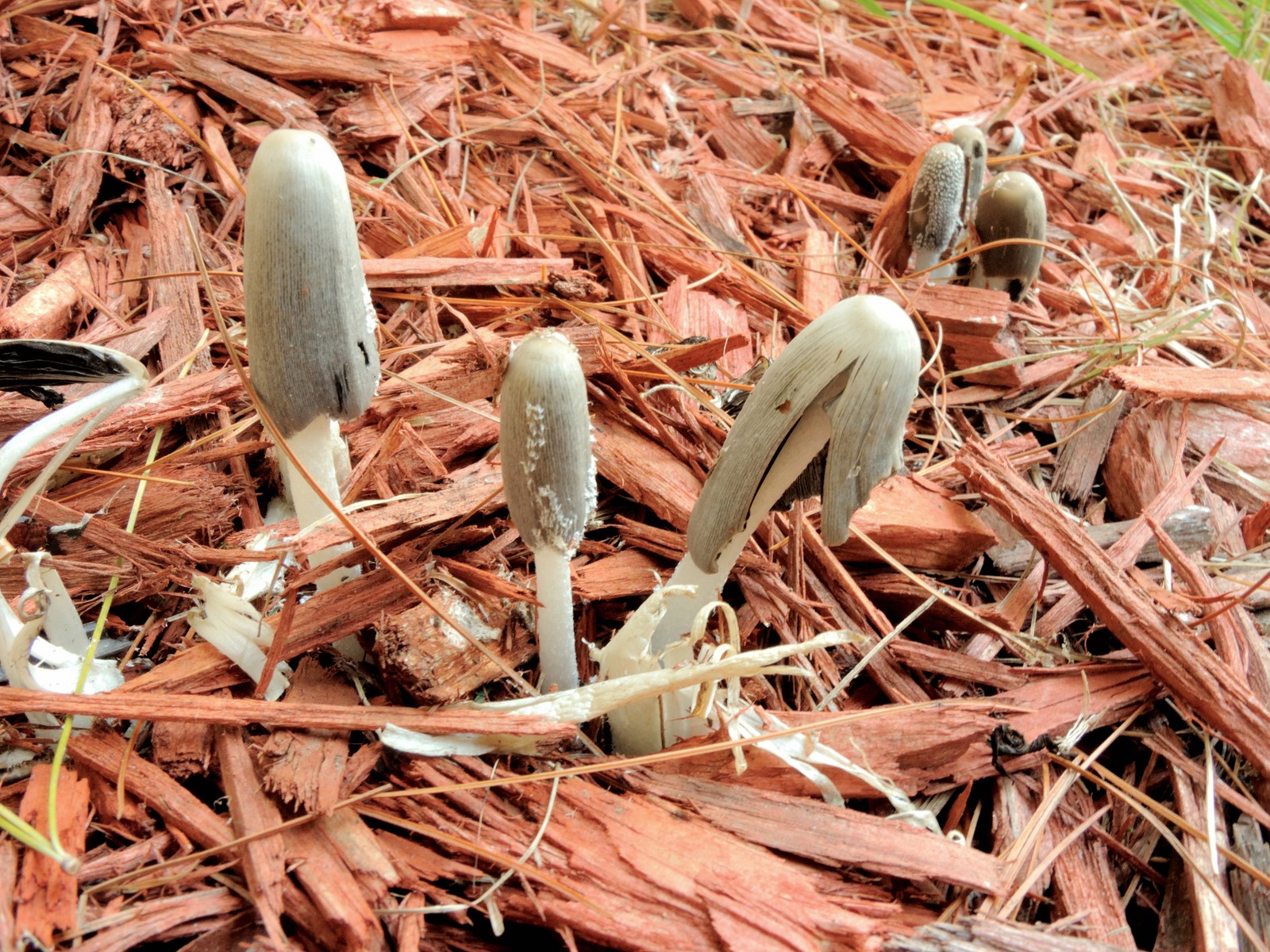 20161005150913002 Hare'sfoot Inkcap (Coprinopsis lagopus) - Oakland Co, MI.JPG