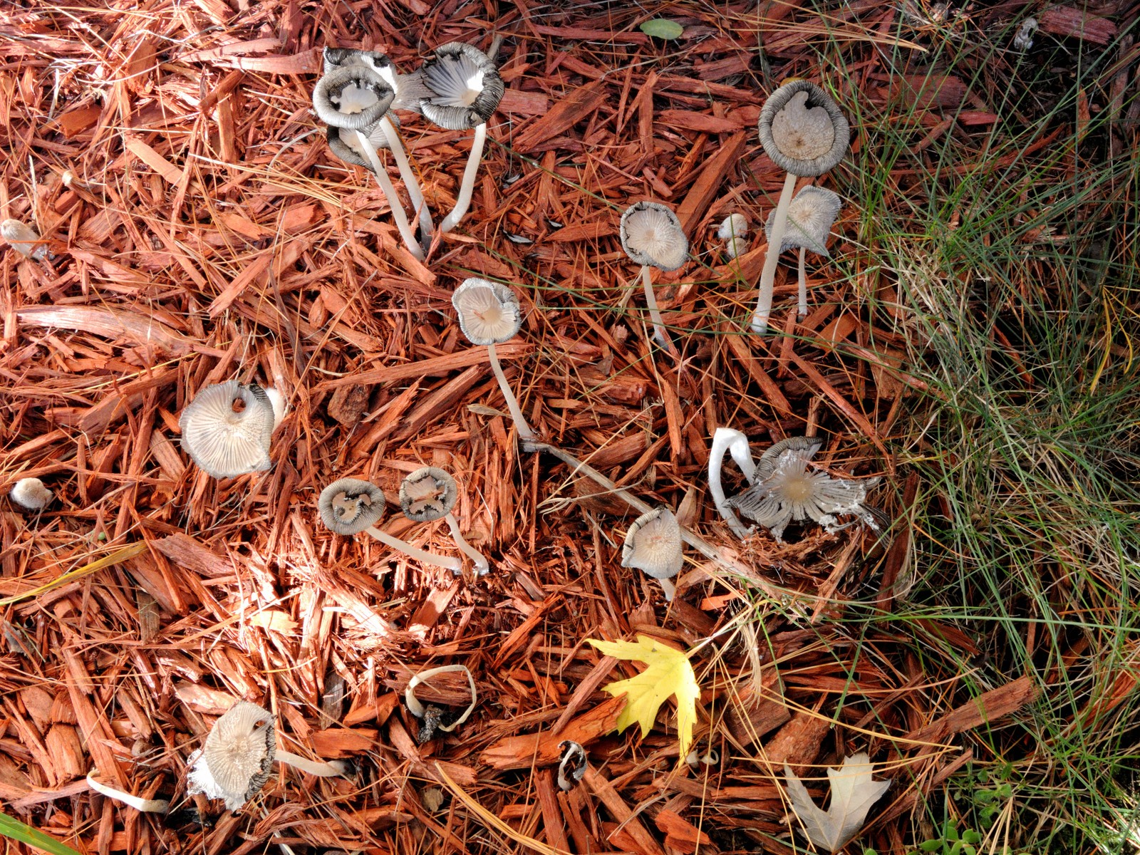 20161008083350009 Hare'sfoot Inkcap (Coprinopsis lagopus) - Oakland Co, MI.JPG