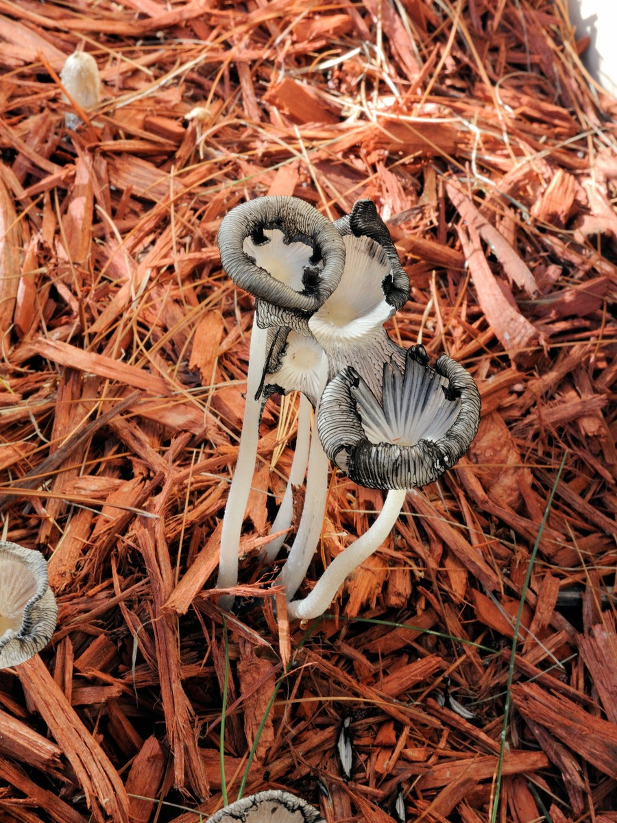 20161008083424011 Hare'sfoot Inkcap (Coprinopsis lagopus) - Oakland Co, MI.JPG