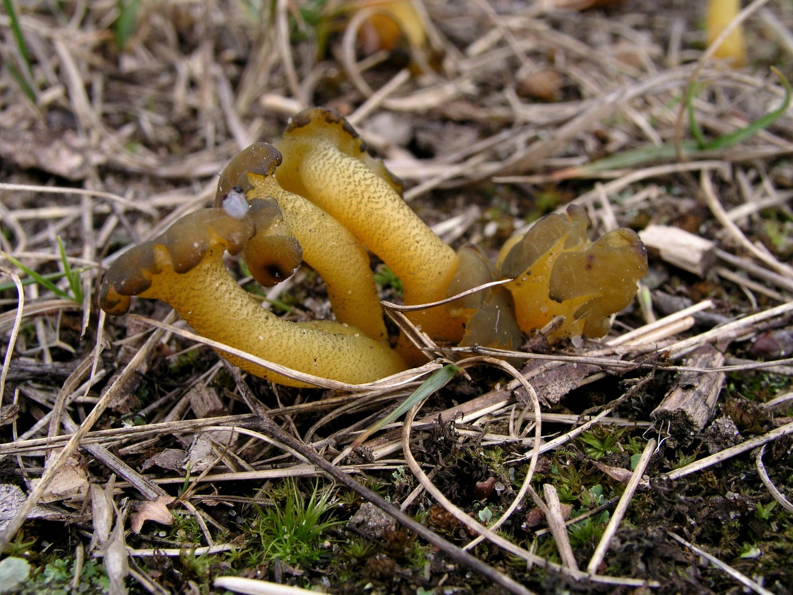 200511130642 Common Jelly Baby (Leotia lubrica) - Isabella Co.jpg