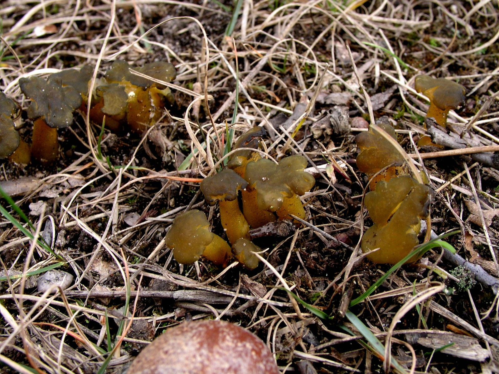 200511130645 Common Jelly Baby (Leotia lubrica) - Isabella Co.jpg