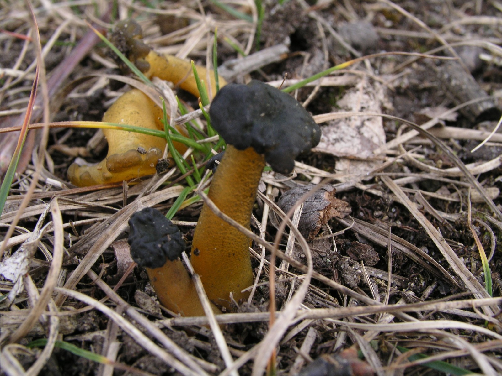 200511130648 Common Jelly Baby (Leotia lubrica) - Isabella Co.jpg