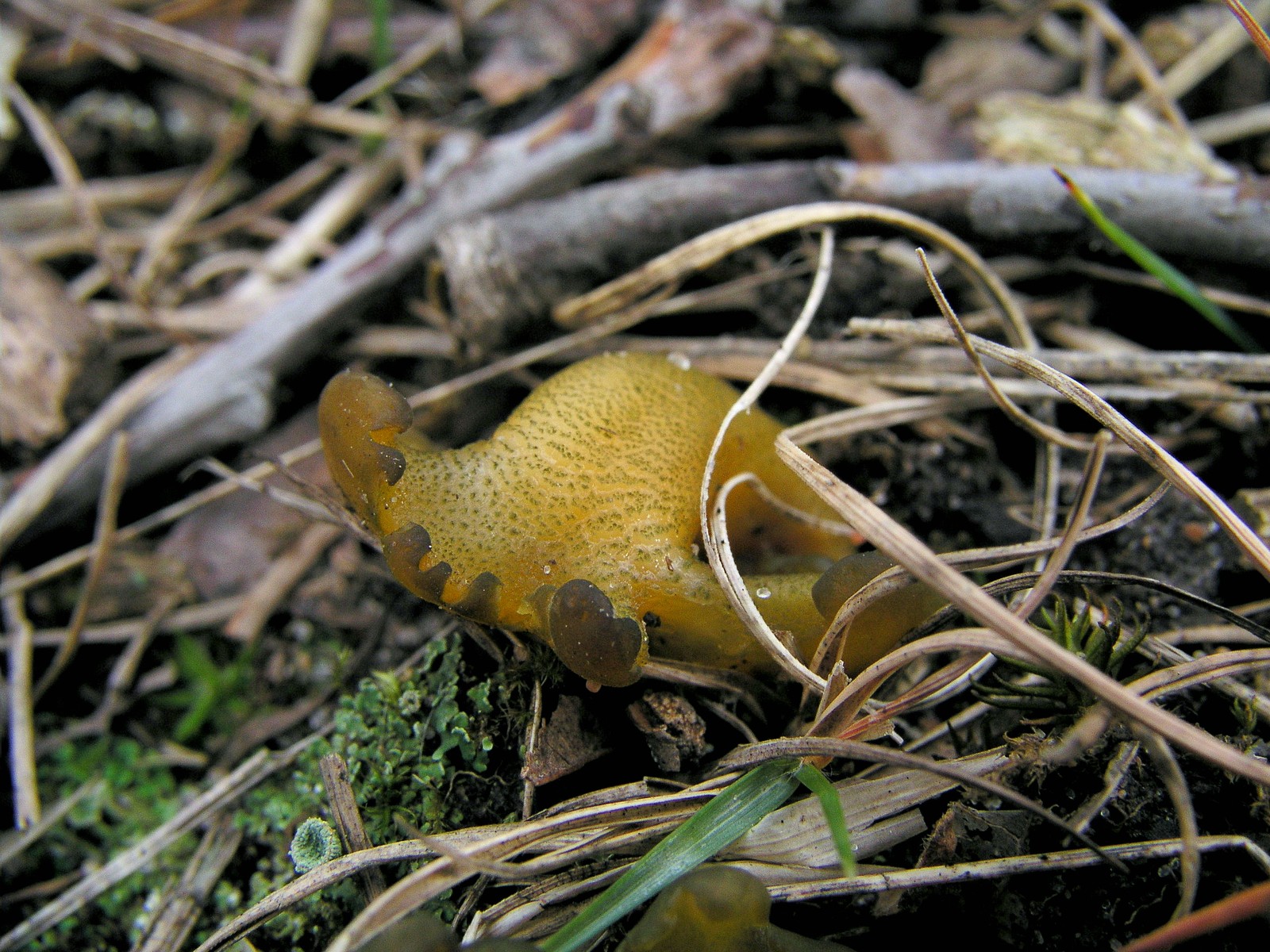 200511130655 Common Jelly Baby (Leotia lubrica) - Isabella Co.jpg