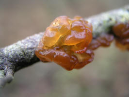 Amber Jelly Roll/200611093284 Amber jelly roll fungus (Exidia recisa) - Oakland Co.JPG