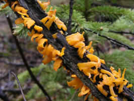 Jelly Fungus/Jelly Fungus (Dacryopinax spathularia)/200505305996 Jelly Fungus (Dacryopinax spathularia) - Misery Bay, Manitoulin.jpg