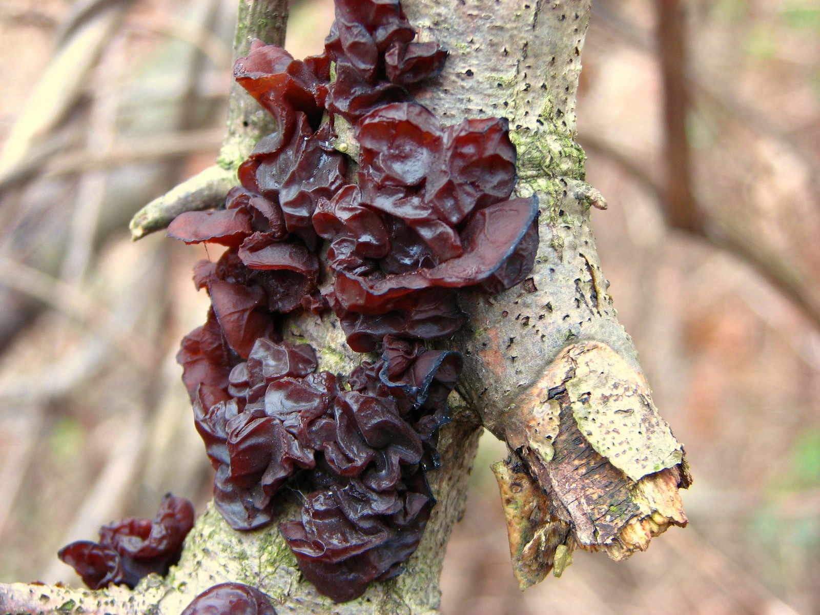 20100408163224 Wood Ear or Cloud Ear Mushroom aka Judas' Ear Fungus (Auricularia auricula-judae) brown jelly fungus - Bald Mountain RA, Oakland Co, MI.JPG