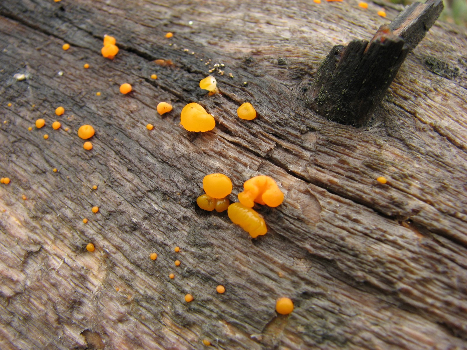 200905281308102 Orange Jelly (Dacrymyces palmatus) - Misery Bay NP, Manitoulin Island.JPG