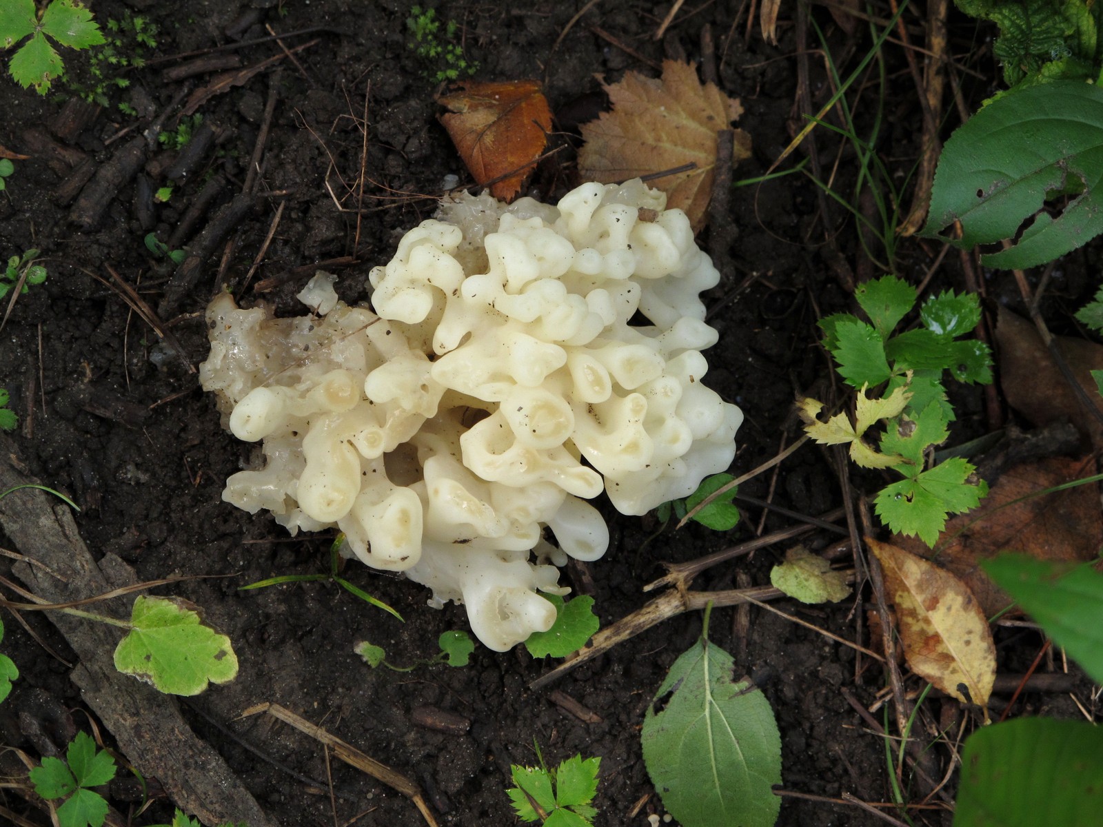 201109251224035 White Coral Jelly Fungus (Tremella reticulata) - Bald Mountain RA, Oakland Co, MI.JPG