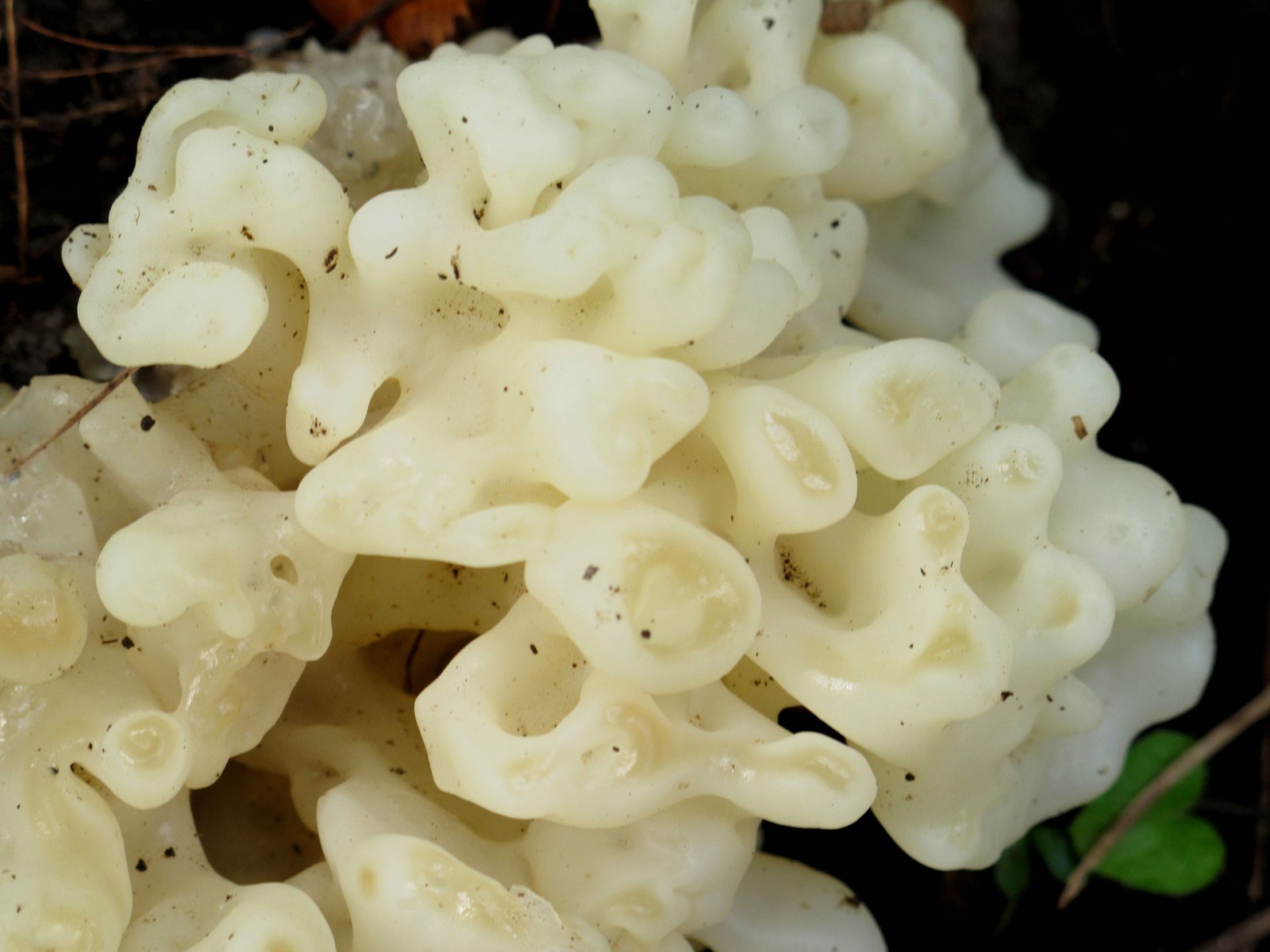 201109251225037 White Coral Jelly Fungus (Tremella reticulata) - Bald Mountain RA, Oakland Co, MI.JPG