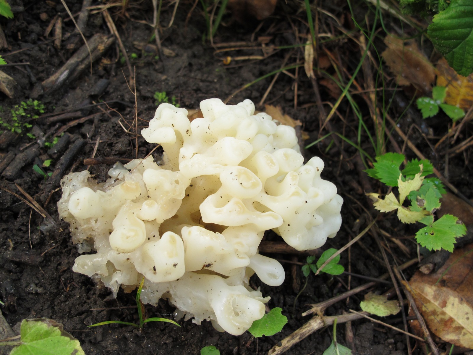 201109251225038 White Coral Jelly Fungus (Tremella reticulata) - Bald Mountain RA, Oakland Co, MI.JPG