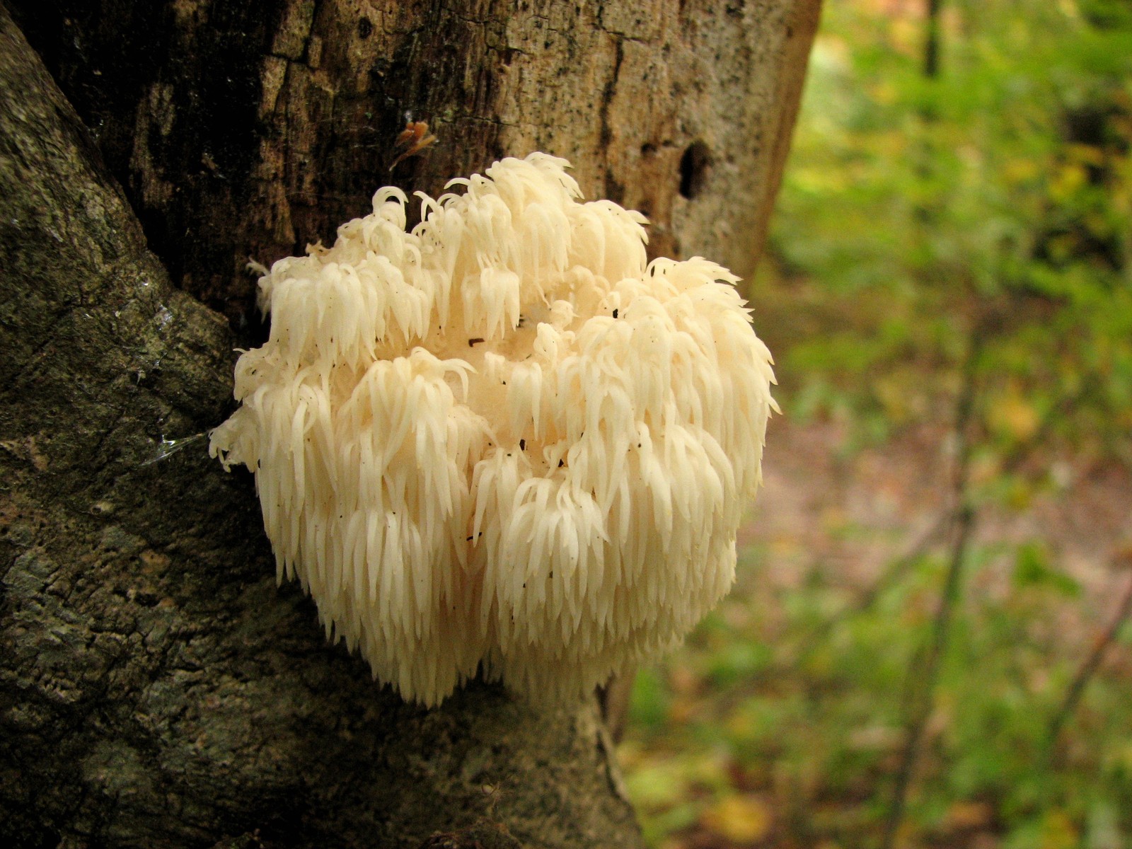 20091010163431 Lion's Mane (Hericium erinaceus) tooth fungi - Bald Mountain RA, Oakland Co.JPG