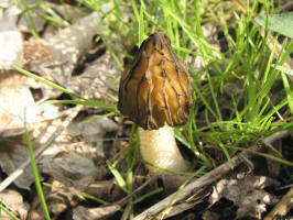 Yellow Morel Mushrooms/Black Morel Mushrooms/200404250352 Black Morel Mushrooms (Morchella angusticeps) - Oakland Co.JPG