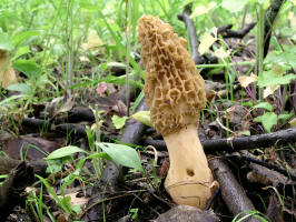 Morel Mushrooms/Yellow Morel Mushrooms/200605121084 Yellow Morel Mushrooms (Morchella L.) - Rochester, Oakland Co.JPG