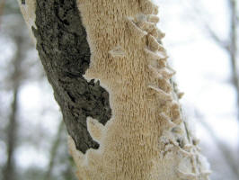 Ochre Spreading Tooth/200512171102 Ochre Spreading Tooth fungi (Steccherinum ochraceum) - Isabella Co.JPG