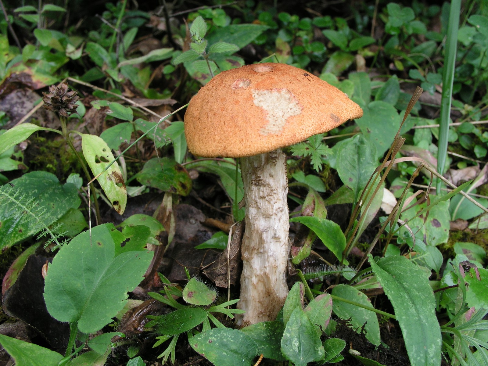 200508048598 Orange Bolete (Leccinum aurantiacum) - Manitoulin.jpg