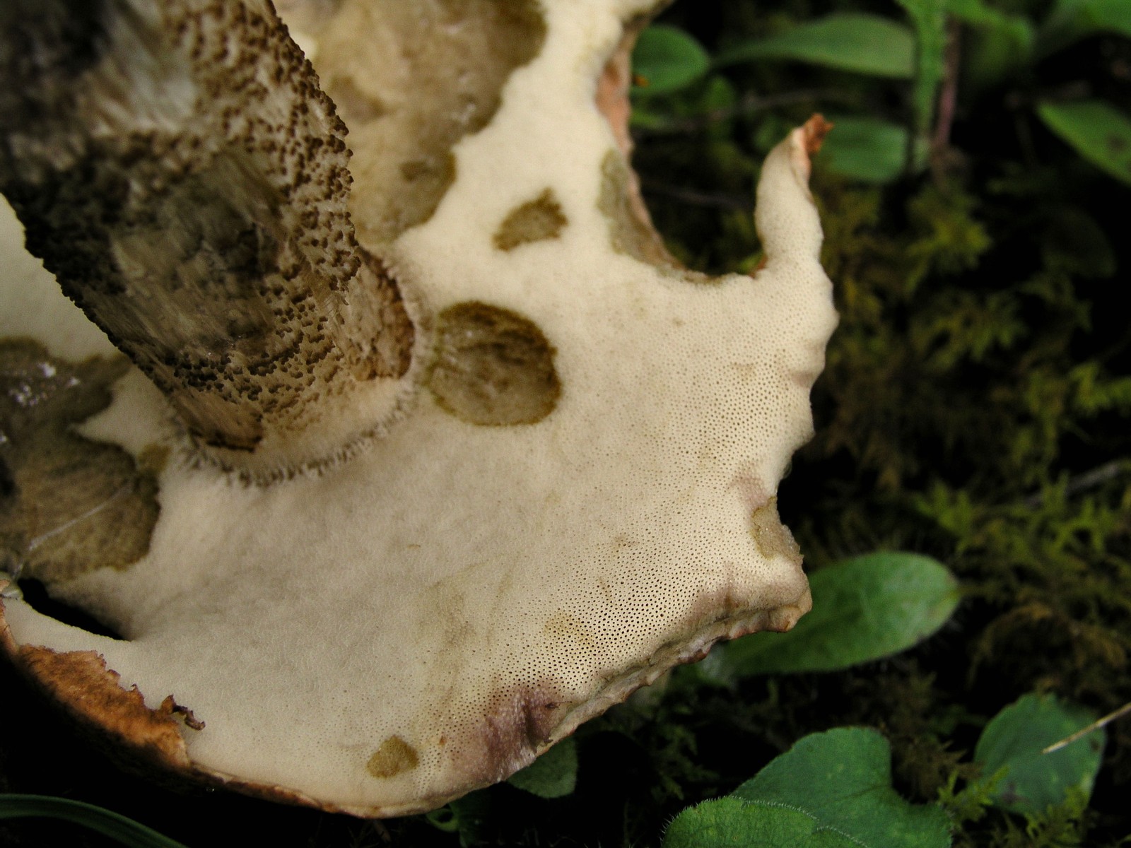 200508048600 Orange Bolete (Leccinum aurantiacum) - Manitouli.jpg