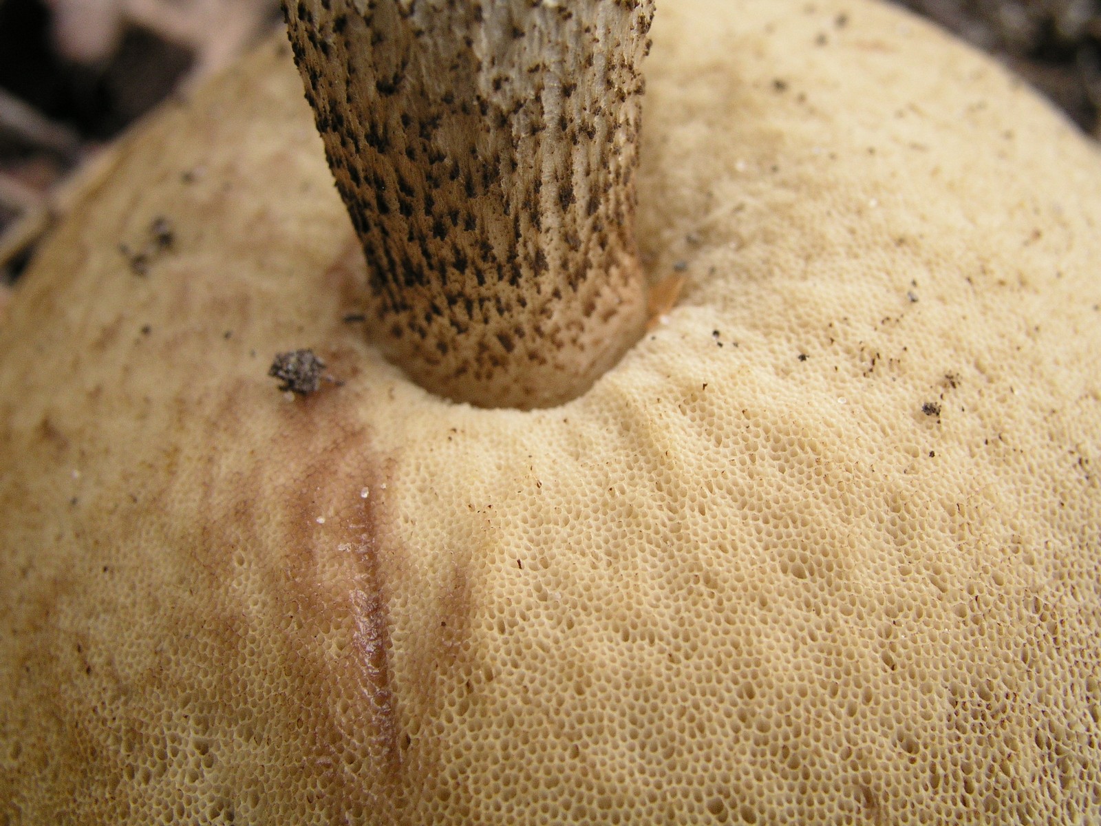 200510089689 a very Flat Cap Bolete mushroom (Leccinum L.) - Isabella Co.jpg