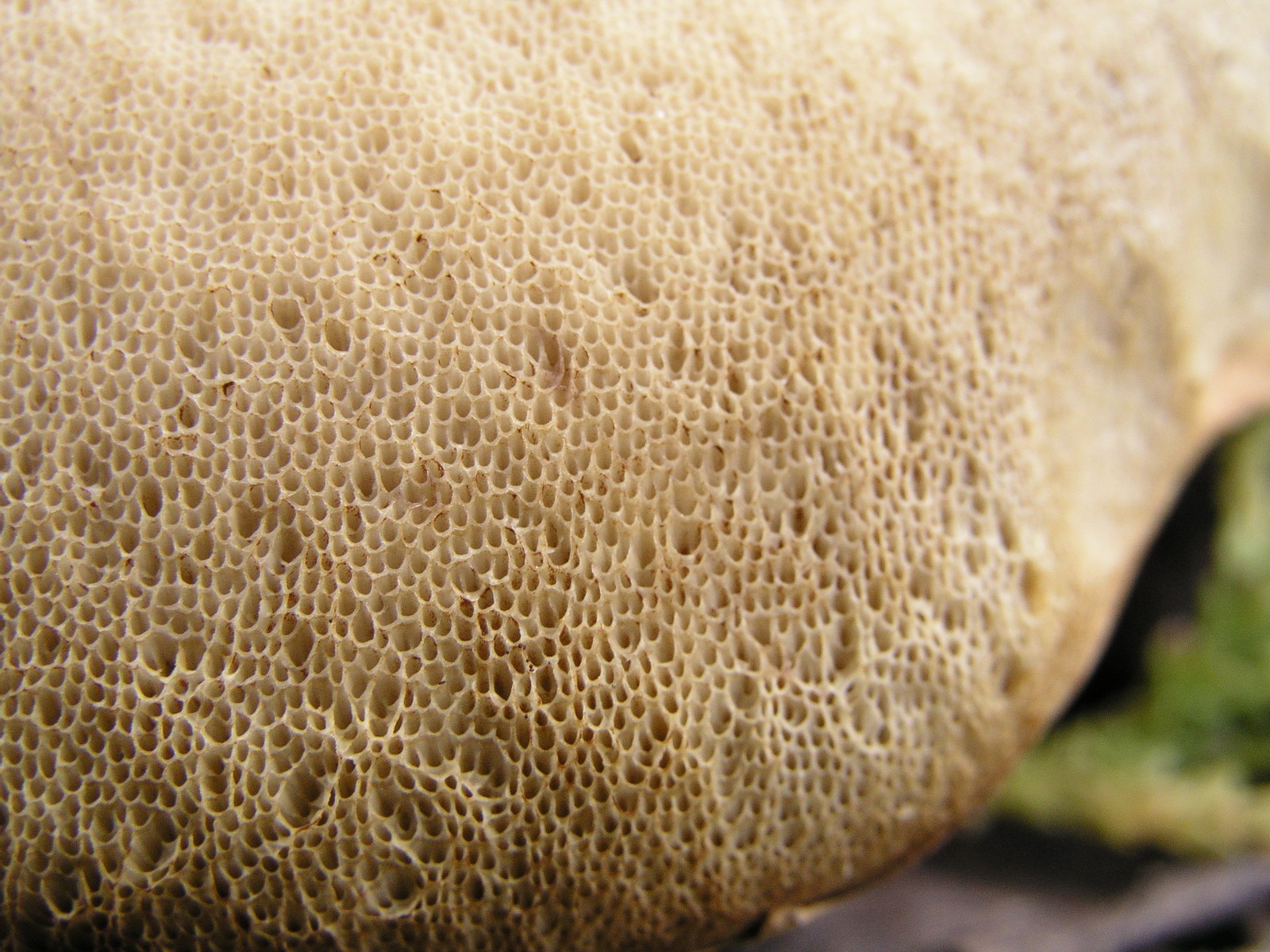 200510089690 a very Flat Cap Bolete mushroom (Leccinum L.) - Isabella Co.jpg