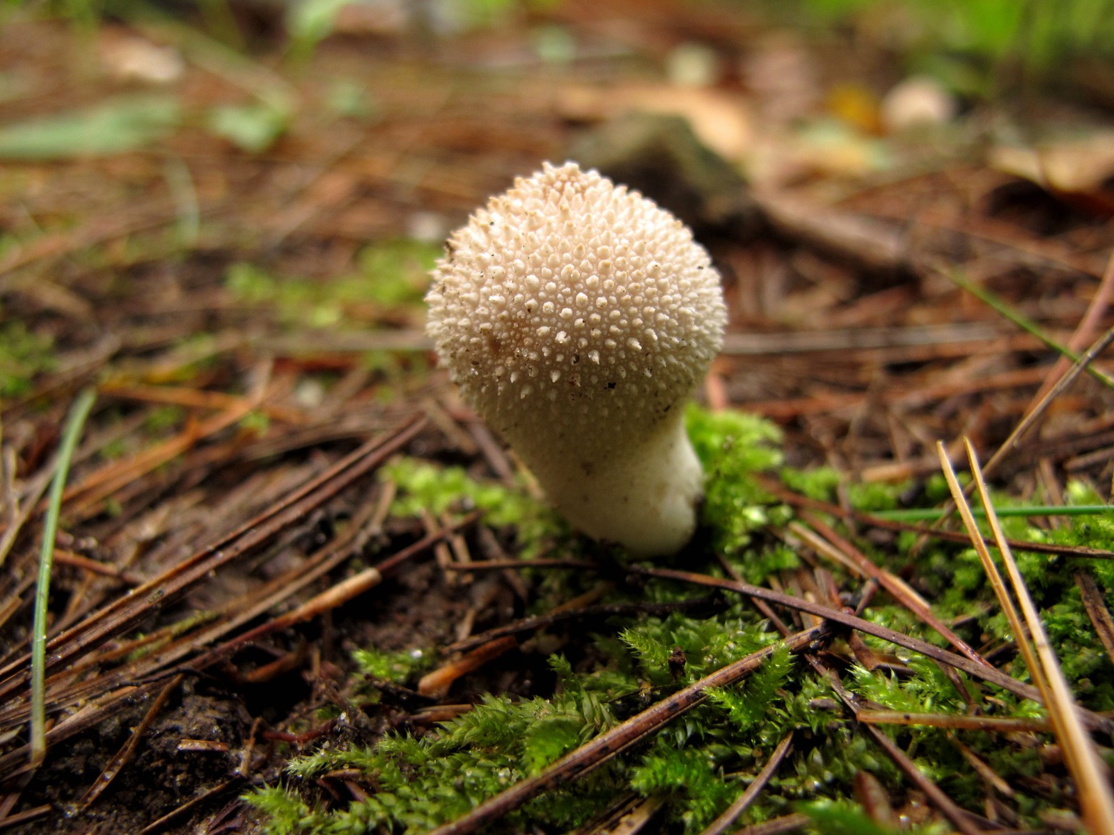 201109251211032 Gem-studded Puffball (Lycoperdon perlatum) - Bald Mountain RA, Oakland Co, MI.JPG