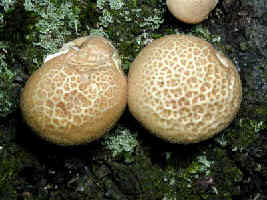 200009300048 Mushrooms - Bob's lot.JPG (597585 bytes)