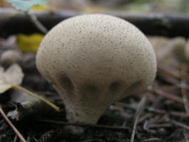 Wolf-Fart Puffball/200510089665 Wolf-Fart Puffball (Lycoperdon pyriforme) - Isabella Co.jpg