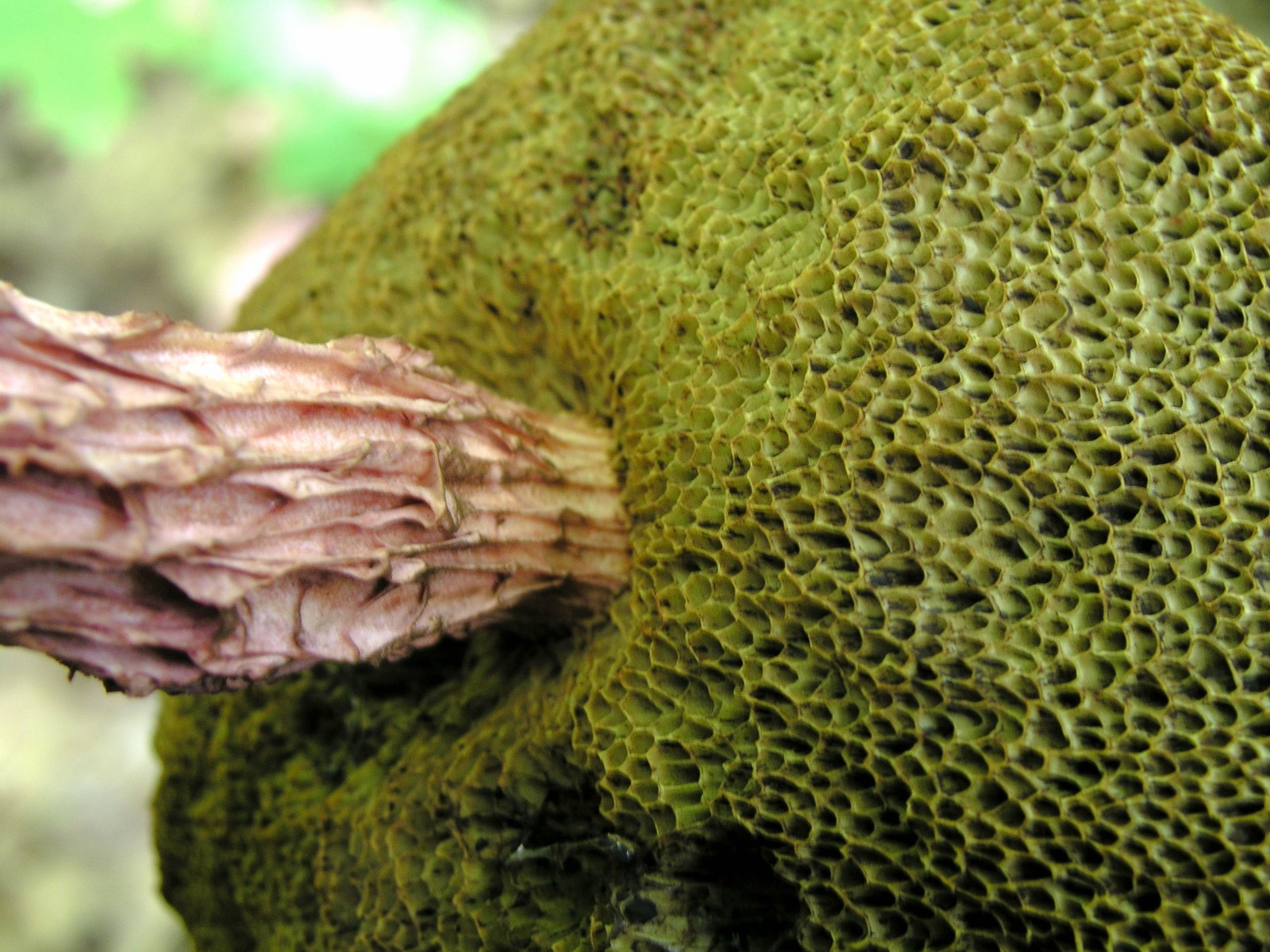 200509039363 Russell's Bolete mushroom (Boletellus russellii) - Bob's Lot, Manitoulin.jpg