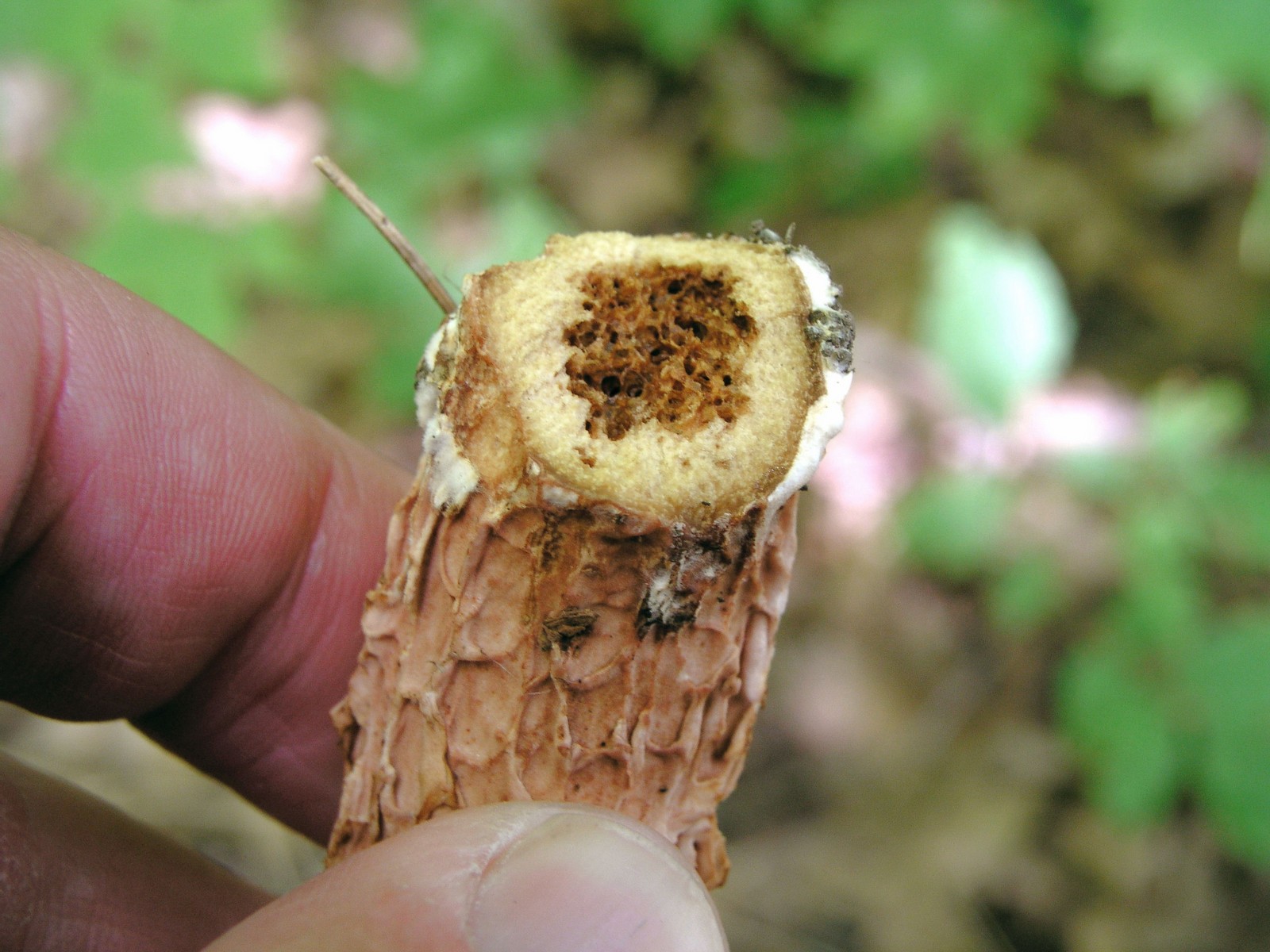 200509039365 Russell's Bolete mushroom (Boletellus russellii) - Bob's Lot, Manitoulin.jpg