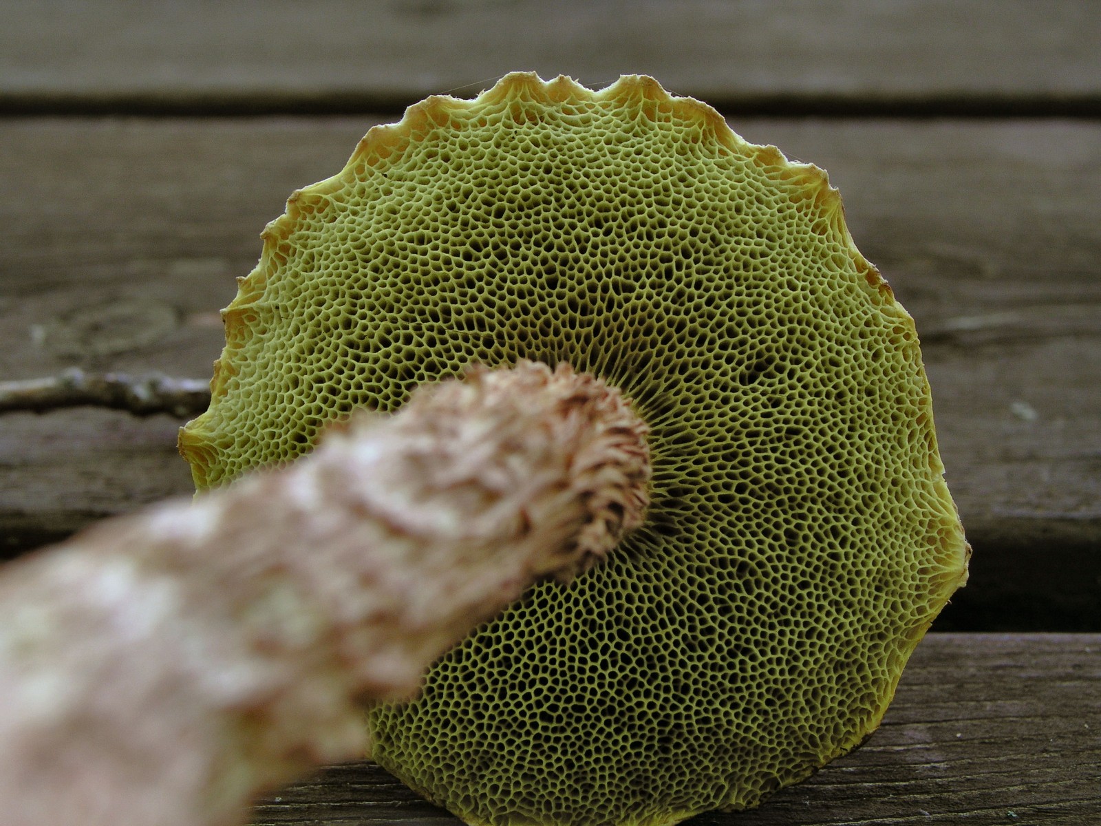 200509039371 Russell's Bolete mushroom (Boletellus russellii) - Bob's Lot, Manitoulin.jpg