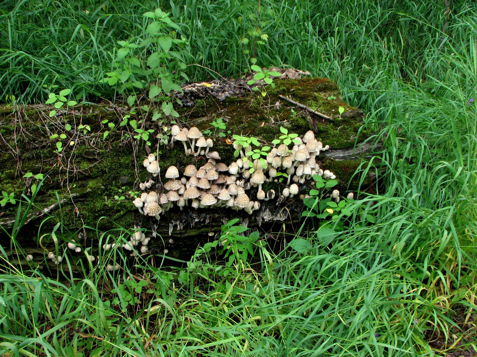 20090618112136 Scaly Ink Cap (Coprinus quadrifidus) mushroom - Pontiac Lake RA, Oakland Co.JPG