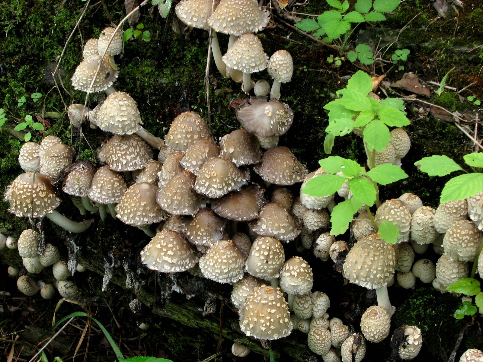 20090618112139 Scaly Ink Cap (Coprinus quadrifidus) mushroom - Pontiac Lake RA, Oakland Co.JPG