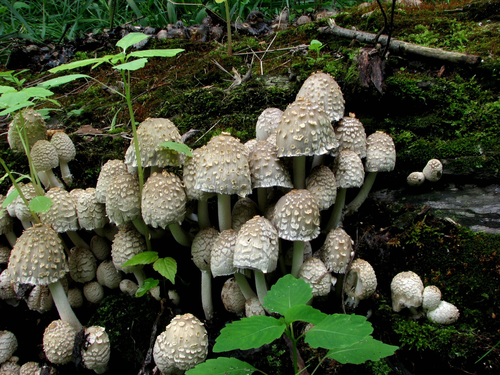 20090618112243 Scaly Ink Cap (Coprinus quadrifidus) mushroom - Pontiac Lake RA, Oakland Co.JPG