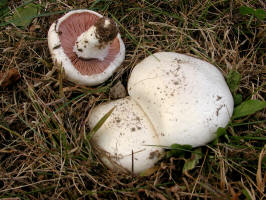 Sidewalk Mushroom/200310050004 Sidewalk Mushroom (Agaricus bitorquis) - Ron's 40 - Mt Pleasant.JPG