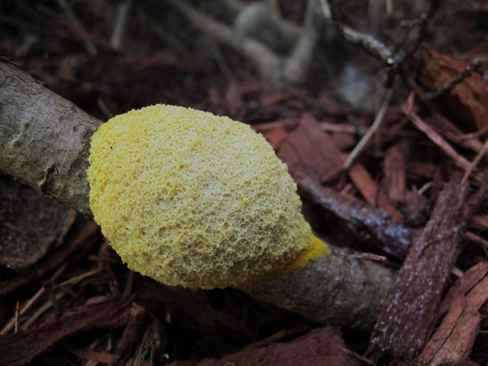 20100710095404 Dog Vomit (Fuligo septica) yellow slime mould fungus - Oakland County, MI.JPG