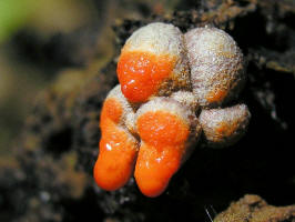 slime mold/200610083109b slime mold (Lycogala epidendrum) maybee - Oakland Co.JPG