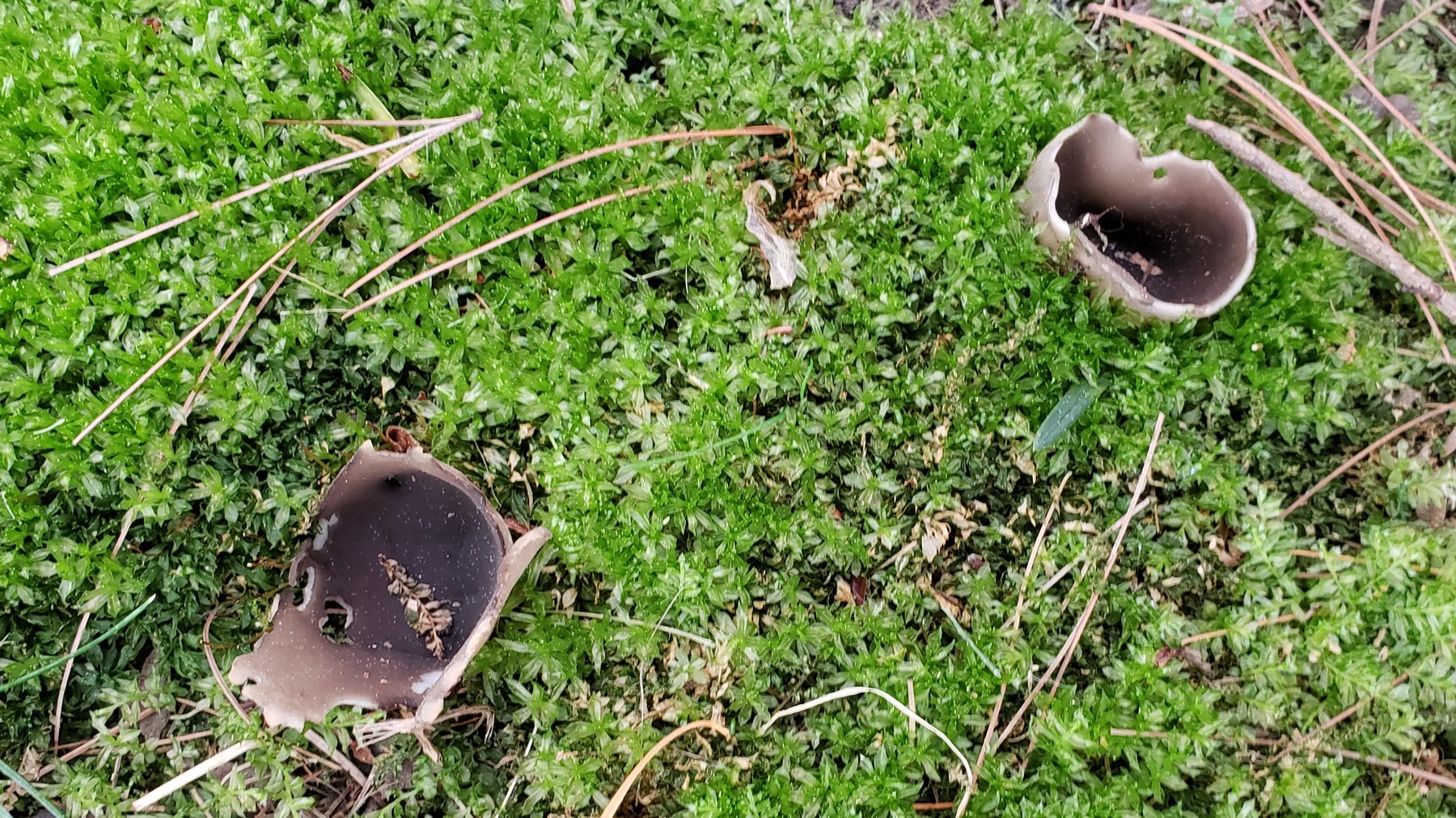 202105051650025 Spreading Brown Cup Fungus (Peziza repanda) - Rochester Hills, Oakland Co, MI.jpg