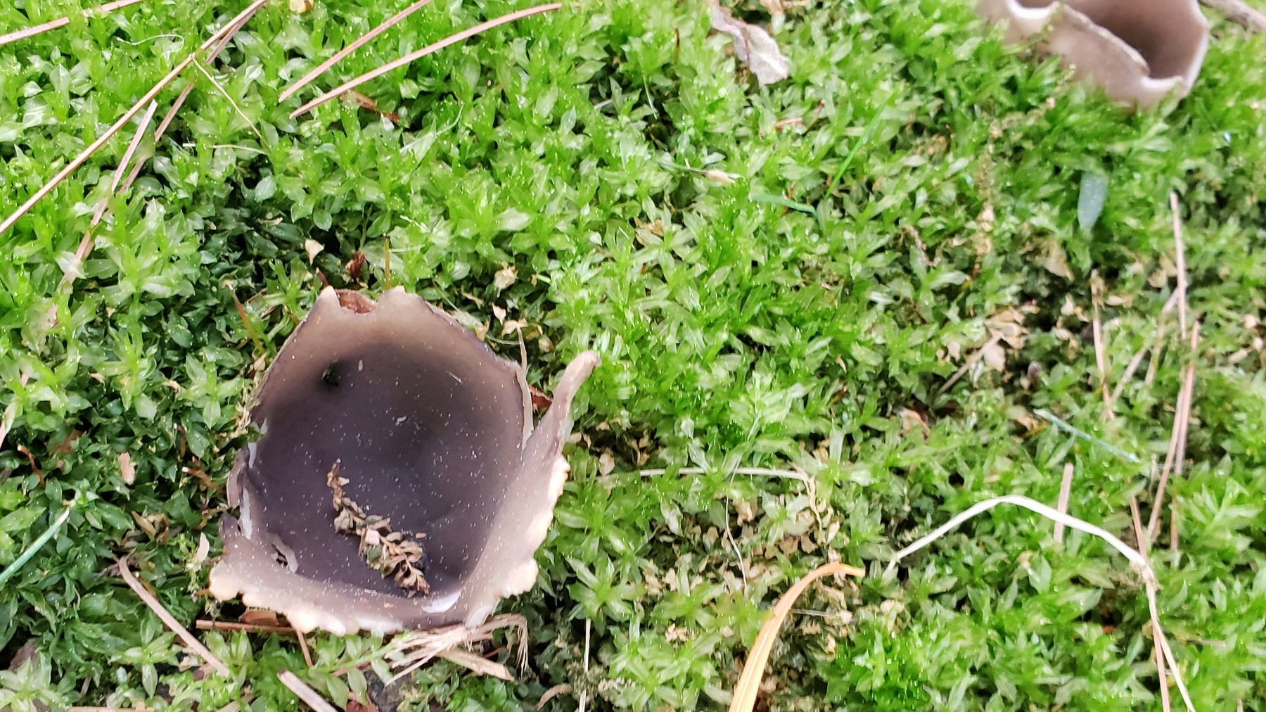 202105051650026 Spreading Brown Cup Fungus (Peziza repanda) - Rochester Hills, Oakland Co, MI.jpg