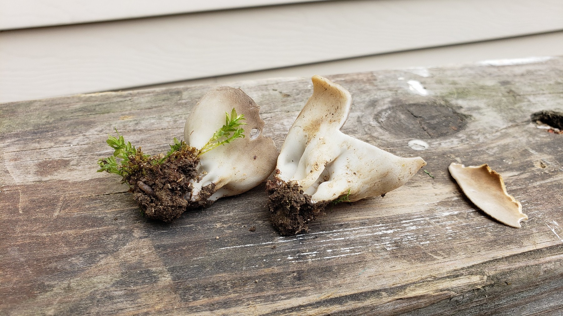 202105061222381 Spreading Brown Cup Fungus (Peziza repanda) - Rochester Hills, Oakland Co, MI.jpg